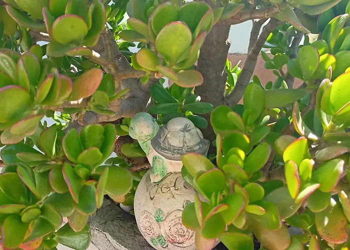 Ante شقة زادار